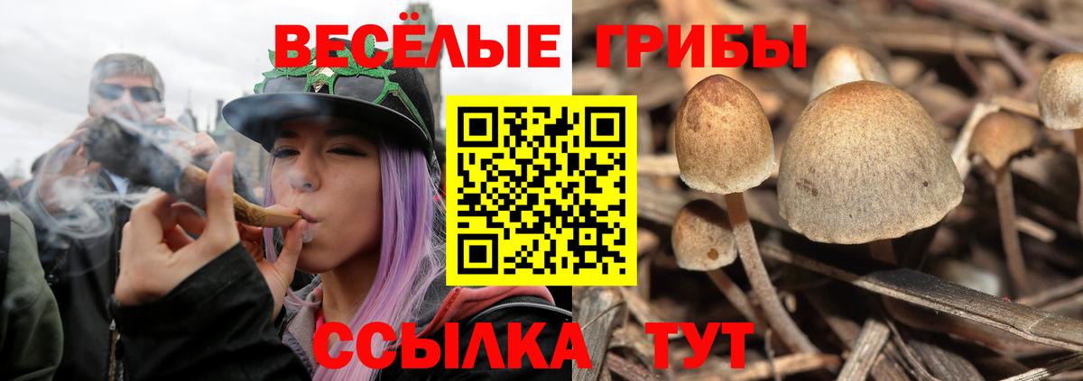 Галлюциногенные грибы Psilocybine cubensis Майкоп